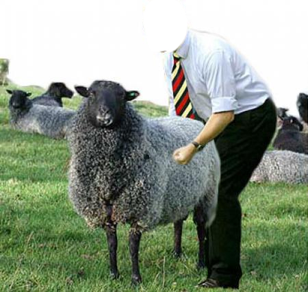 Man Humping Sheep | Gay Fetish XXX